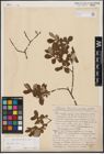 Foto von Salix aurita L.